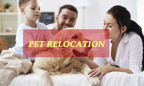 pet relocation kolkata